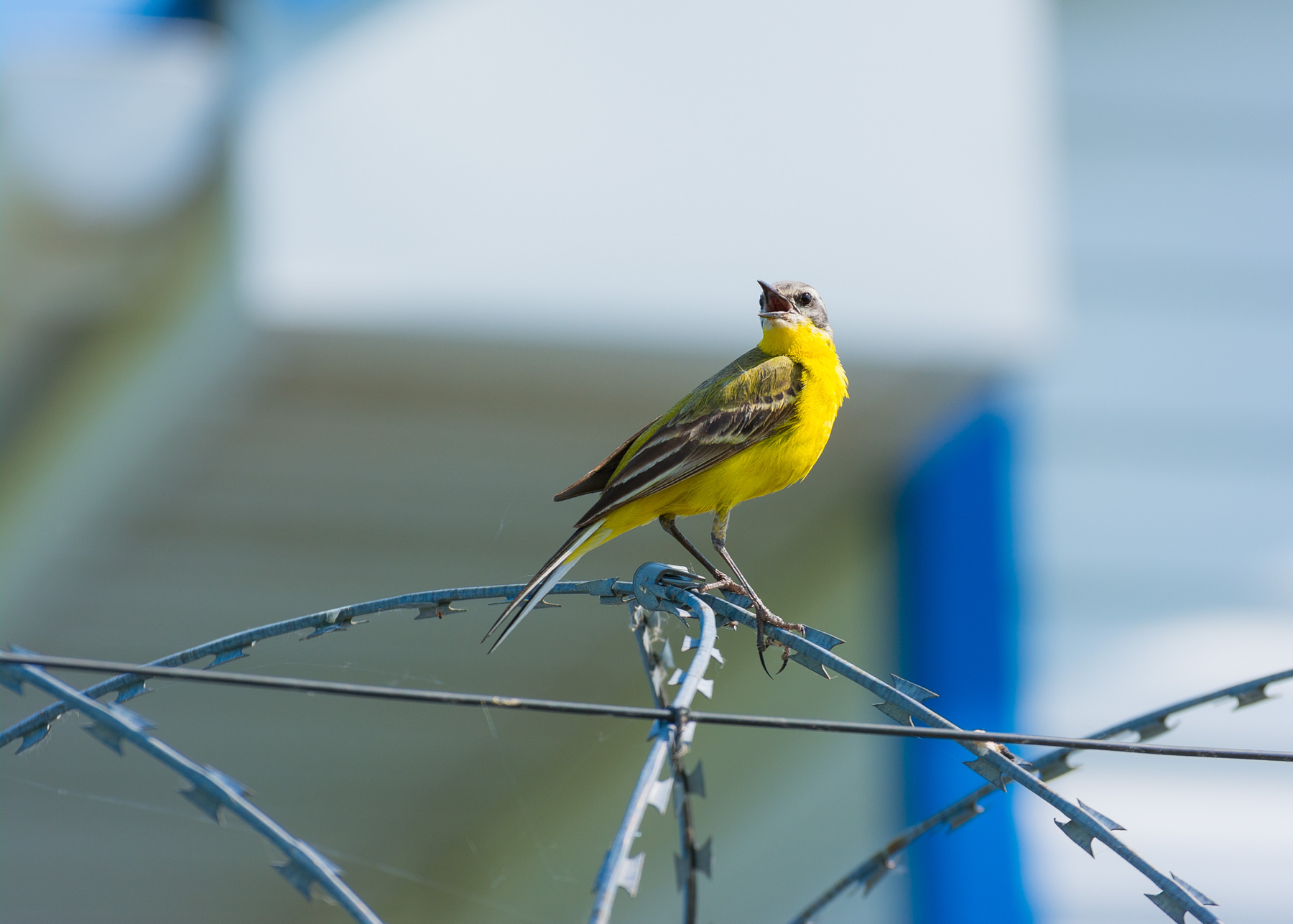 Жёлтая трясогузка Трясогузка птицы фотоохота Сибирь