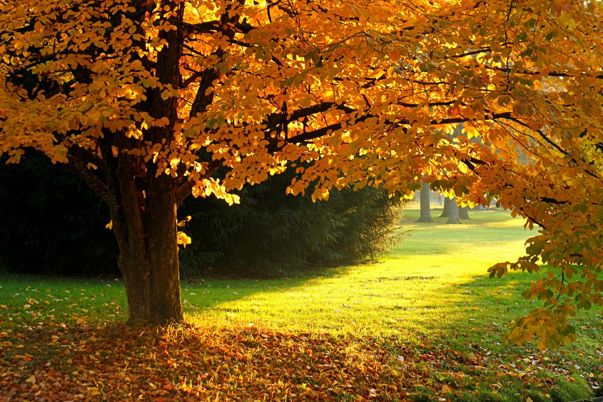 Золотая осень Осень вечер дерево