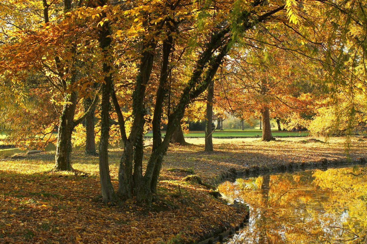 В золотом уборе Парк деревья осень листья