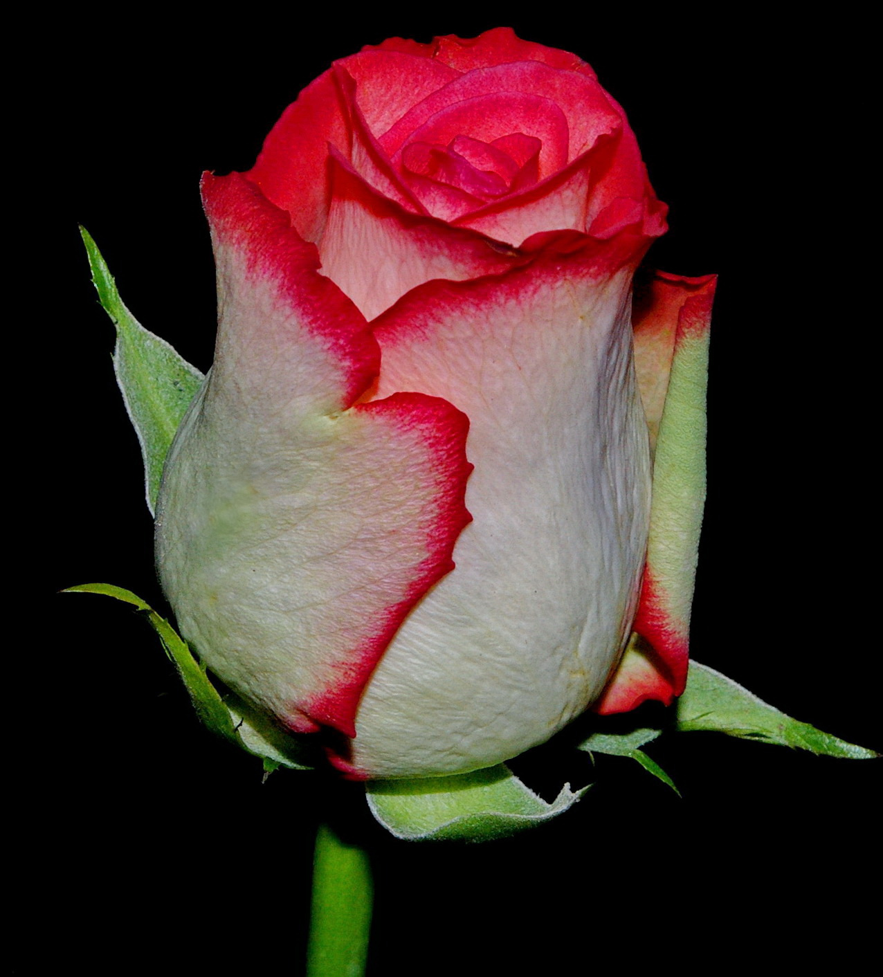 Розовая роза Роза растение бутон розовая роза на черном фоне