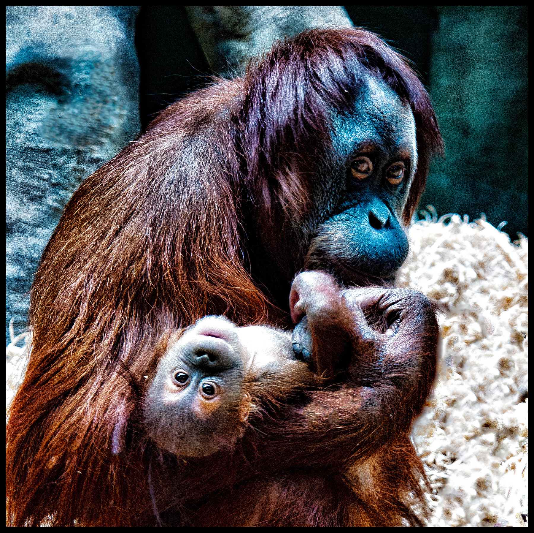 С мамой мама ребенок зоопарк орангутан обезьяна