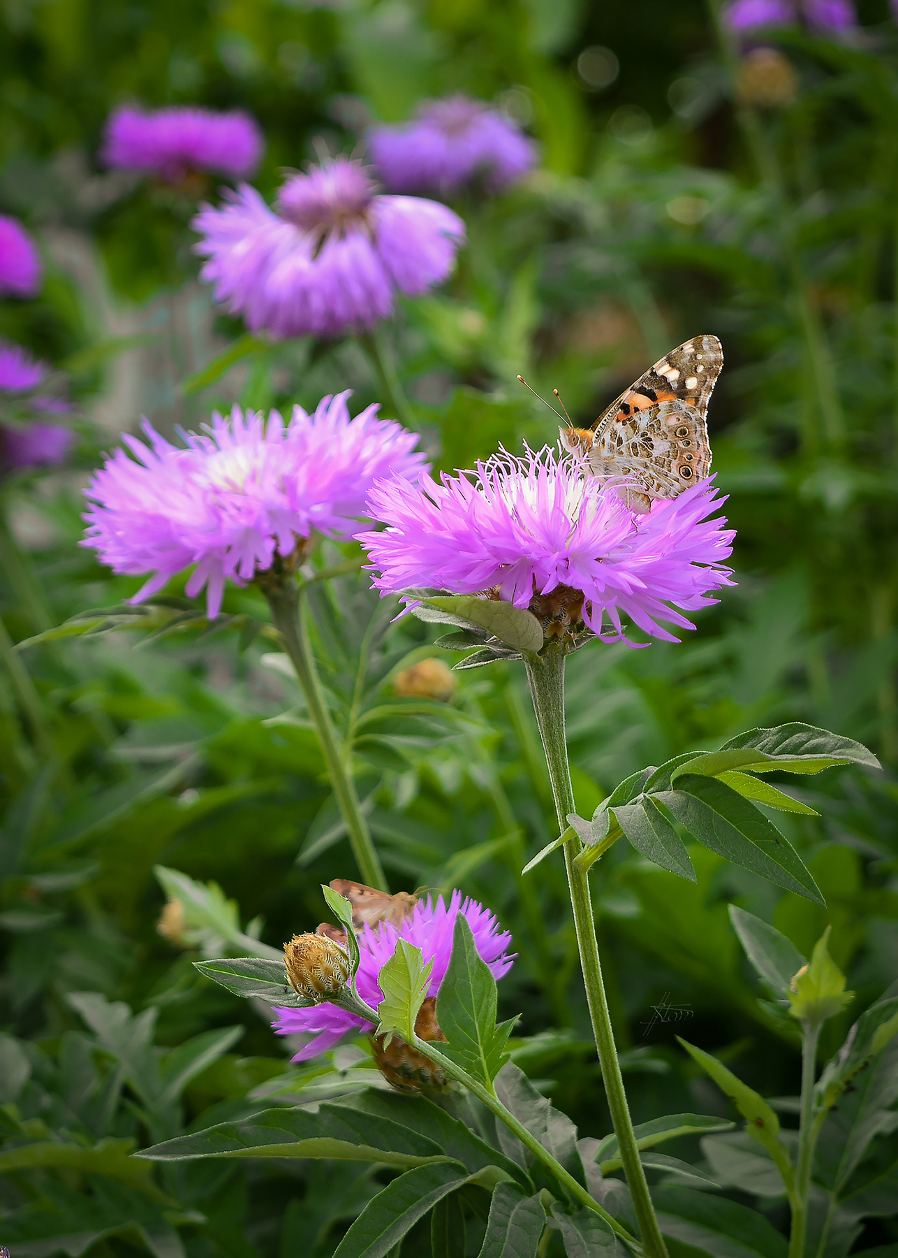 Порхающий май природа весна май бабочки 20190520