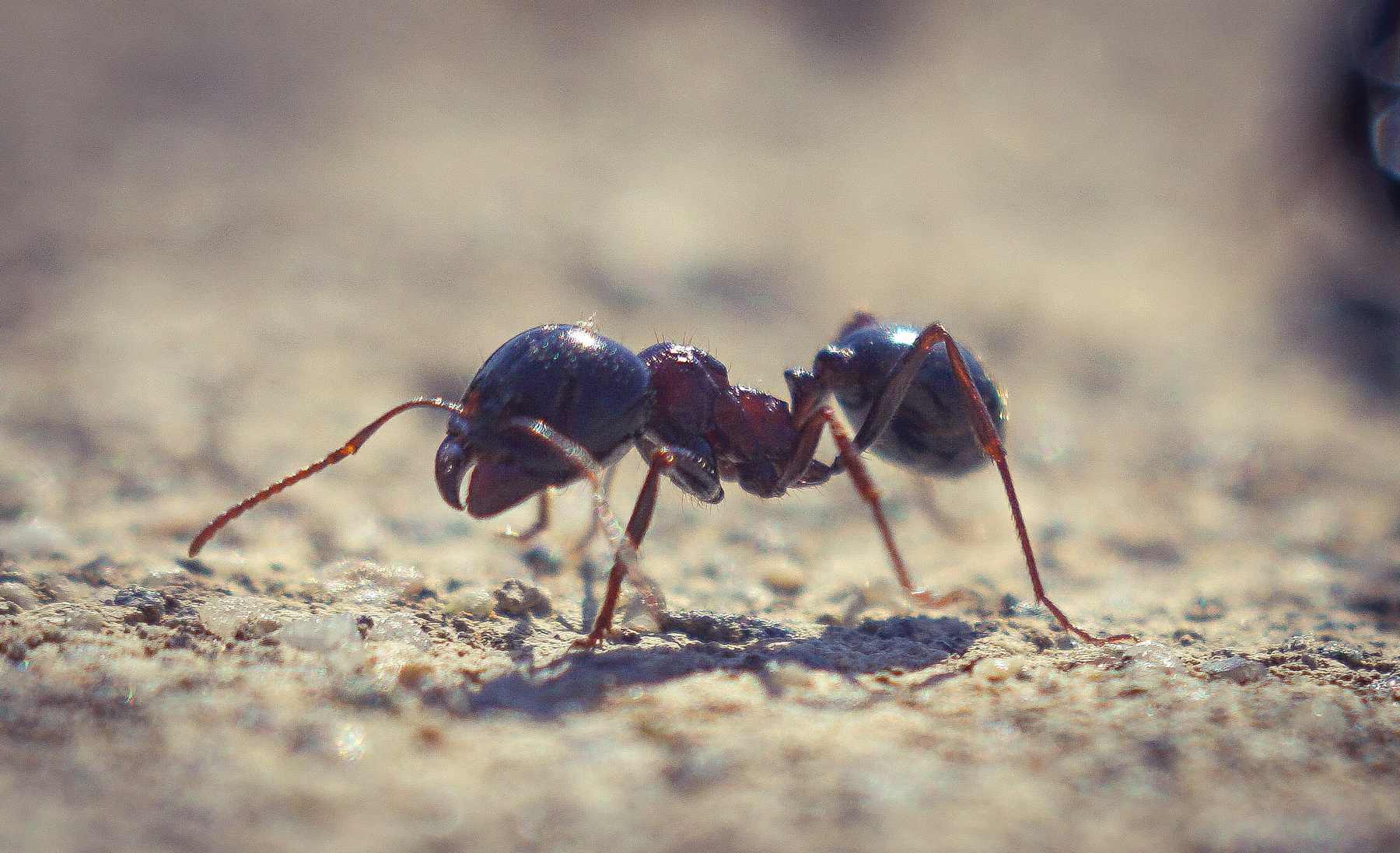 Портрет болгарского муравья 