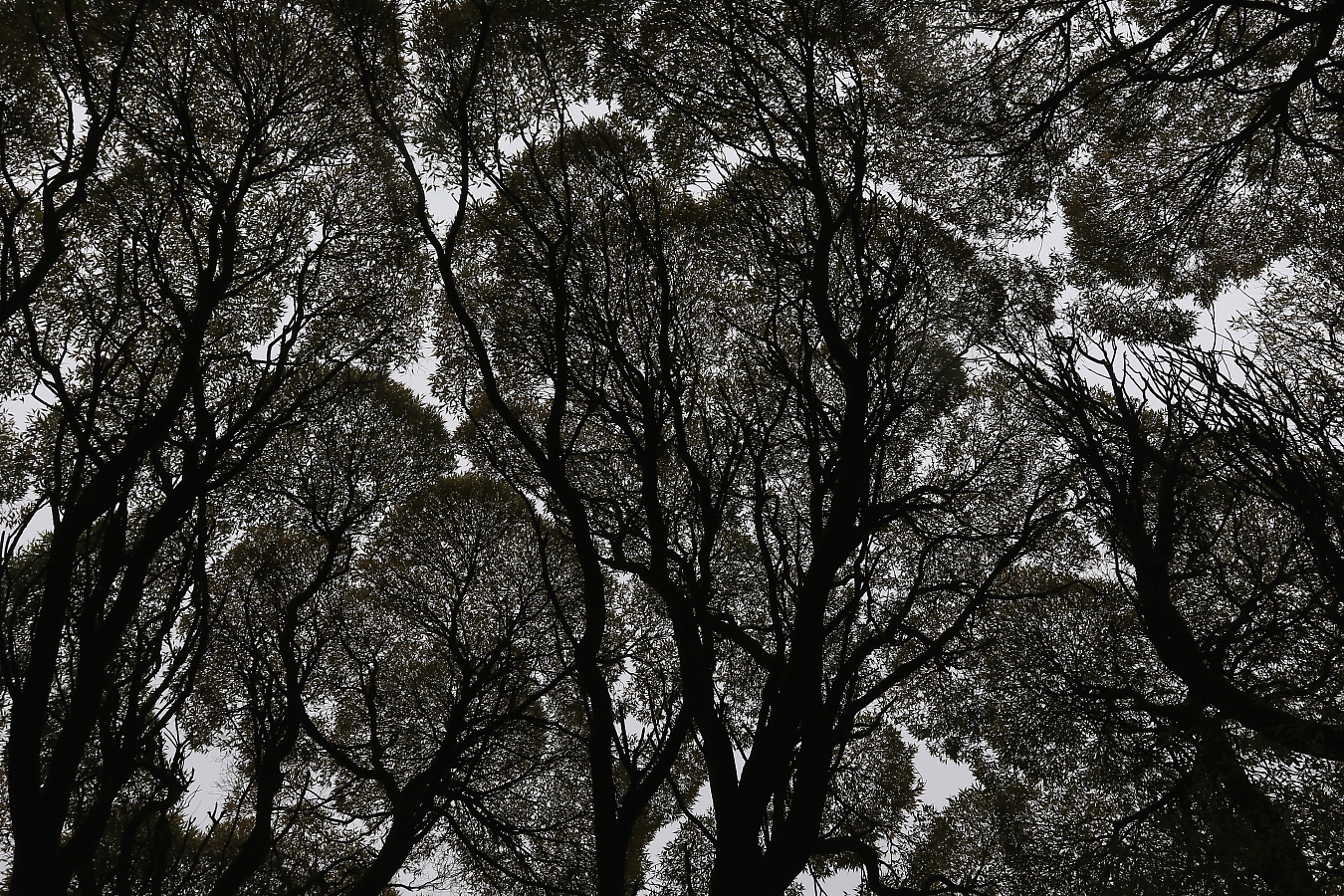 Природная фотоГрафика !!! графика светотень дерево флора ч1но-белое ч.б