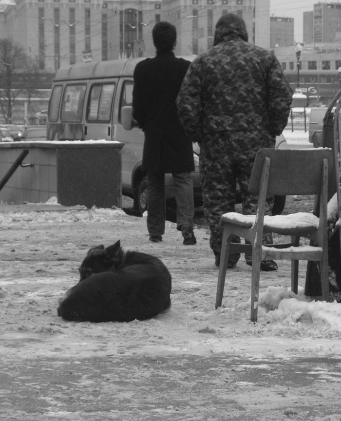 Сторожит сторож,собака,стул,преданность