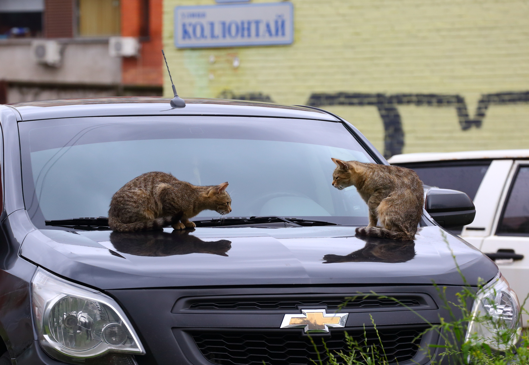 Гляделки коты кошки гляделки автомобиль