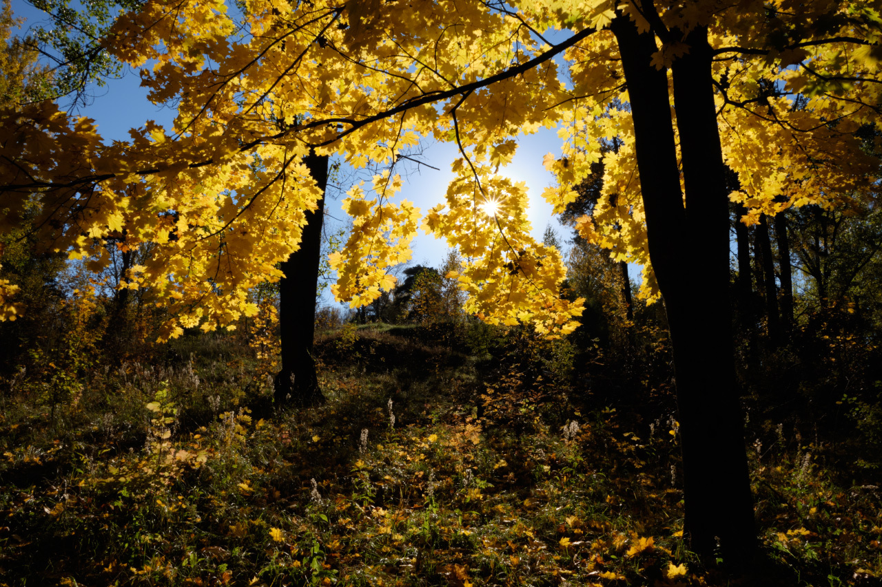 Жёлтые листья осень клён листья солнце