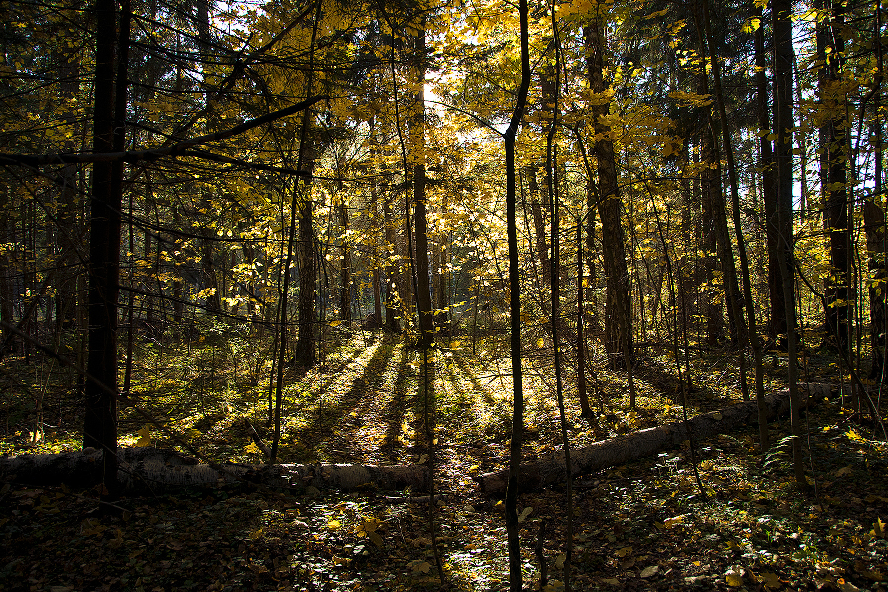 Осеннее солнце пейзаж природа лес осень