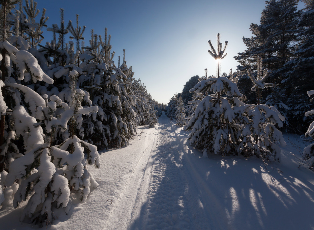 Снежная аллея Сосны тропинка лес снег сугробы мороз зима солнце
