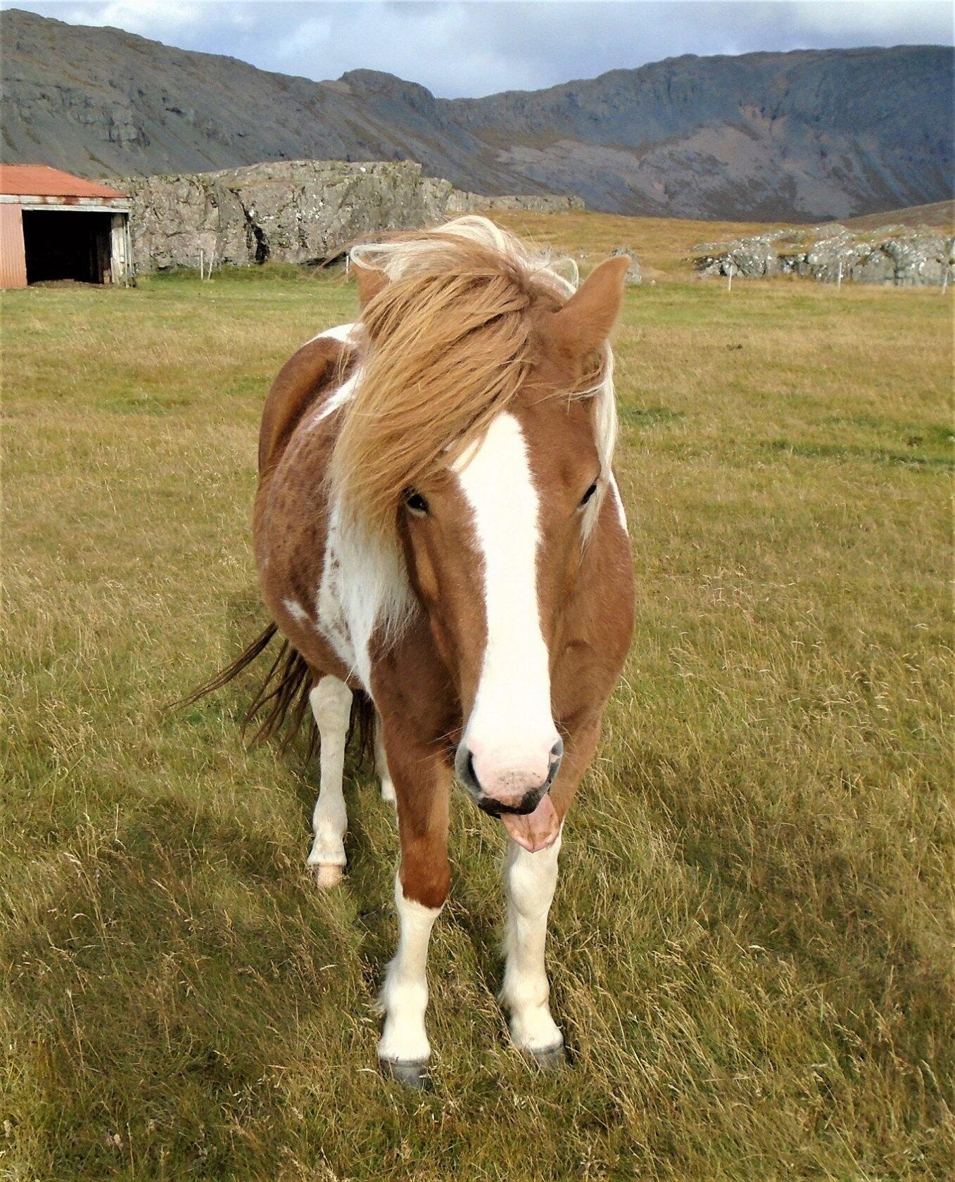 Исландская лошадка. 