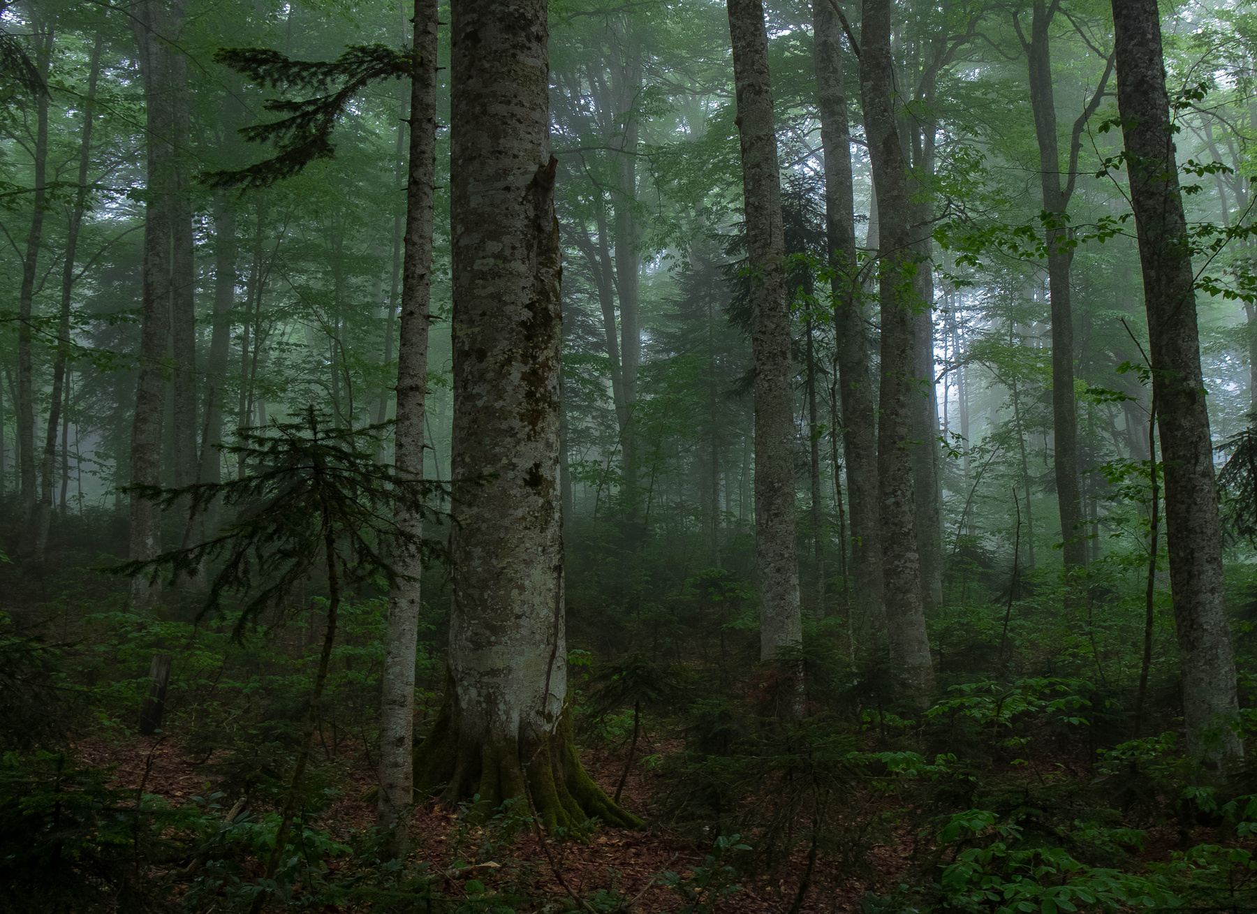 Лес и подлесок Грузия Имеретия туман