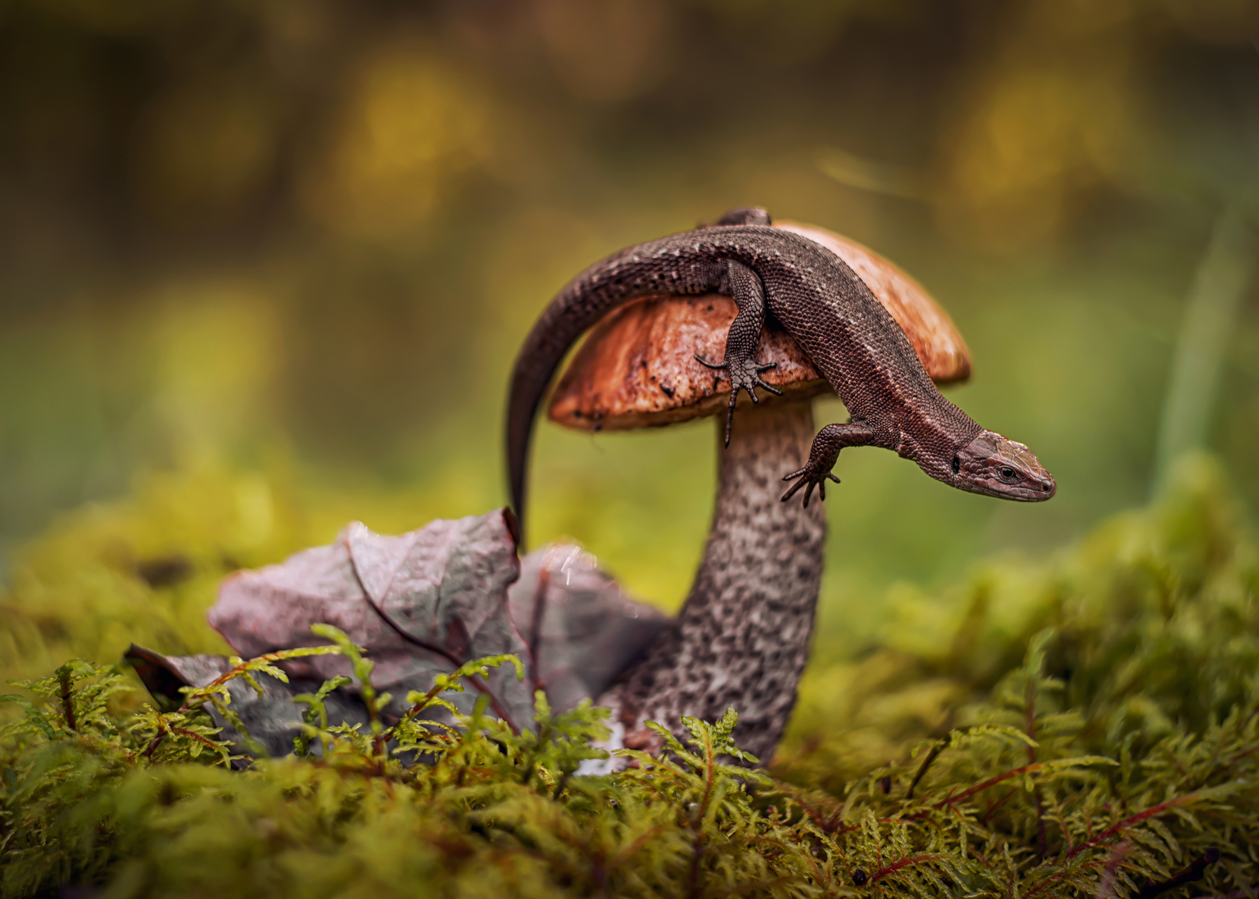 Кто первый нашел, того и грибок! ящерица природа лес макро гриб лист