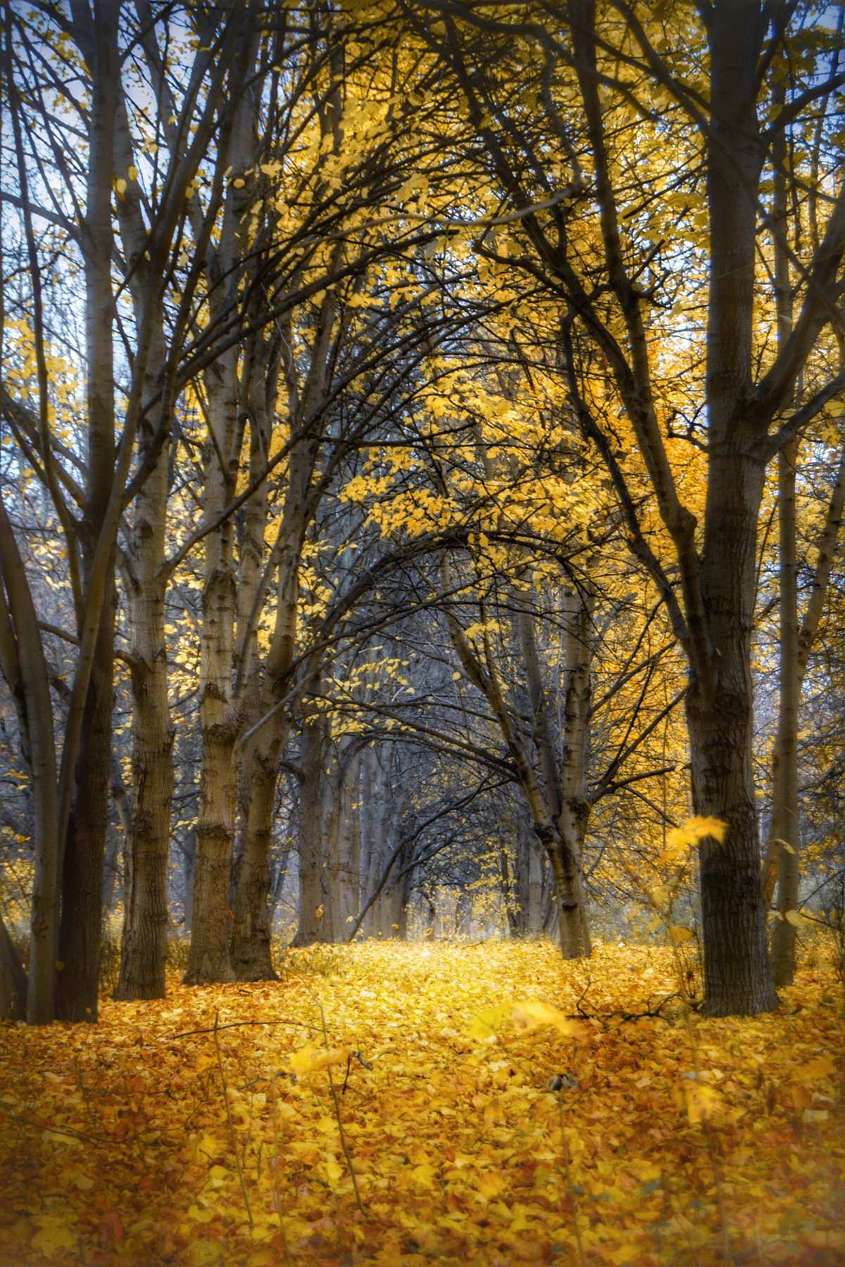 Тоннель осени Осенний пейзаж Природа осень лес деревья листопад