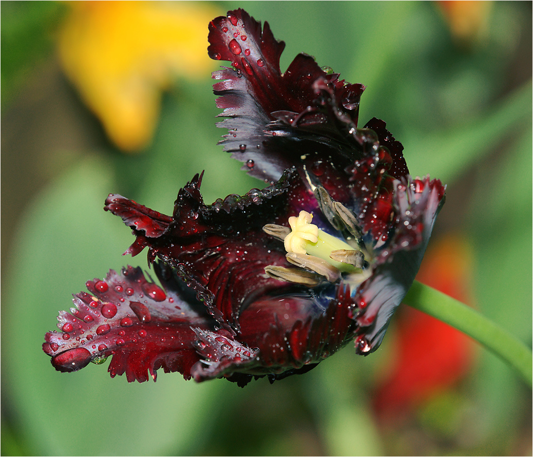 Цветок тюльпана в утренней росе Tulpa Тюльпан растение цветок утро роса