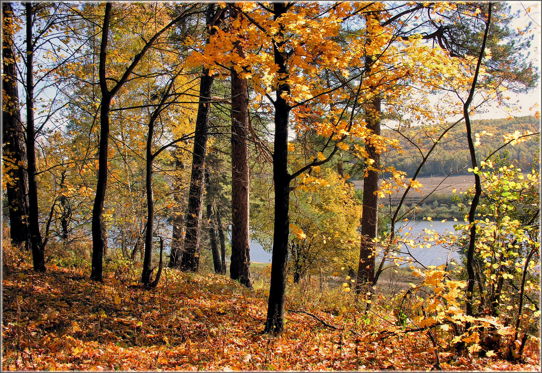 Осенние зарисовки лес трава листва даль река