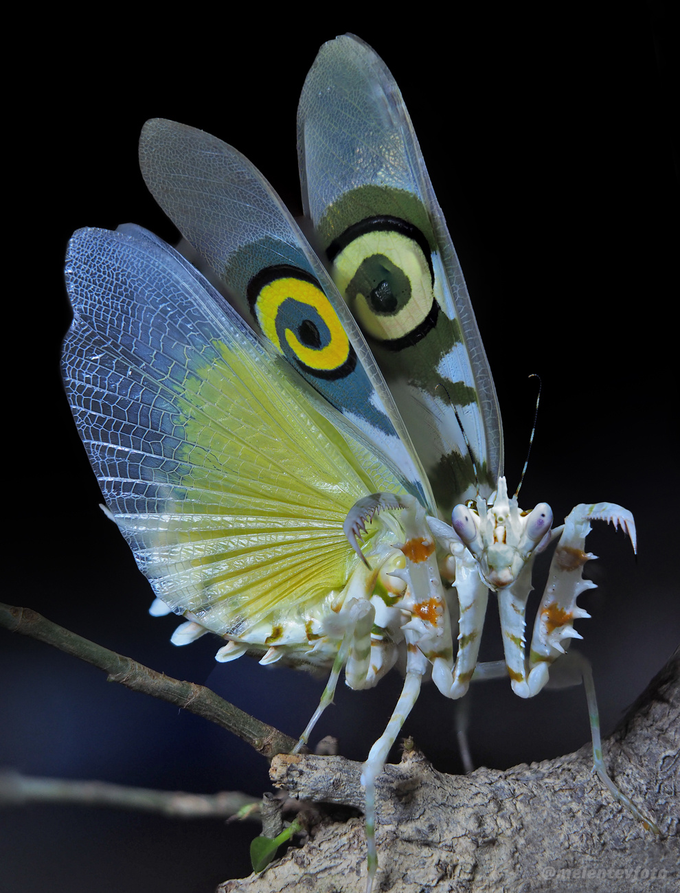 Шипастая  красотка богомол mantis Pseudocreobotra Мелентьев melentevfoto
