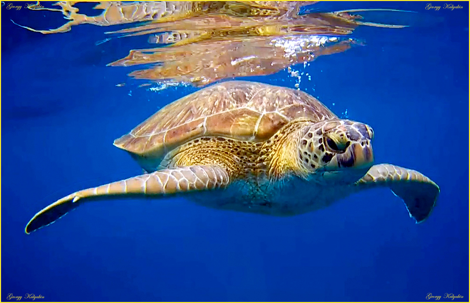 Big turtle вода под черепаха большая плавать синий океан