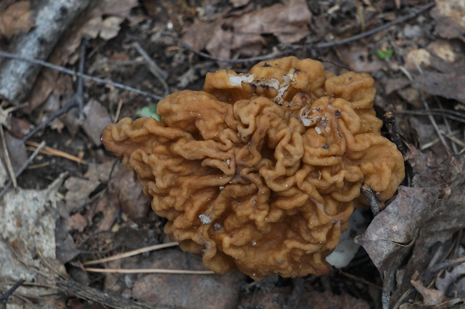 Весенние грибы 