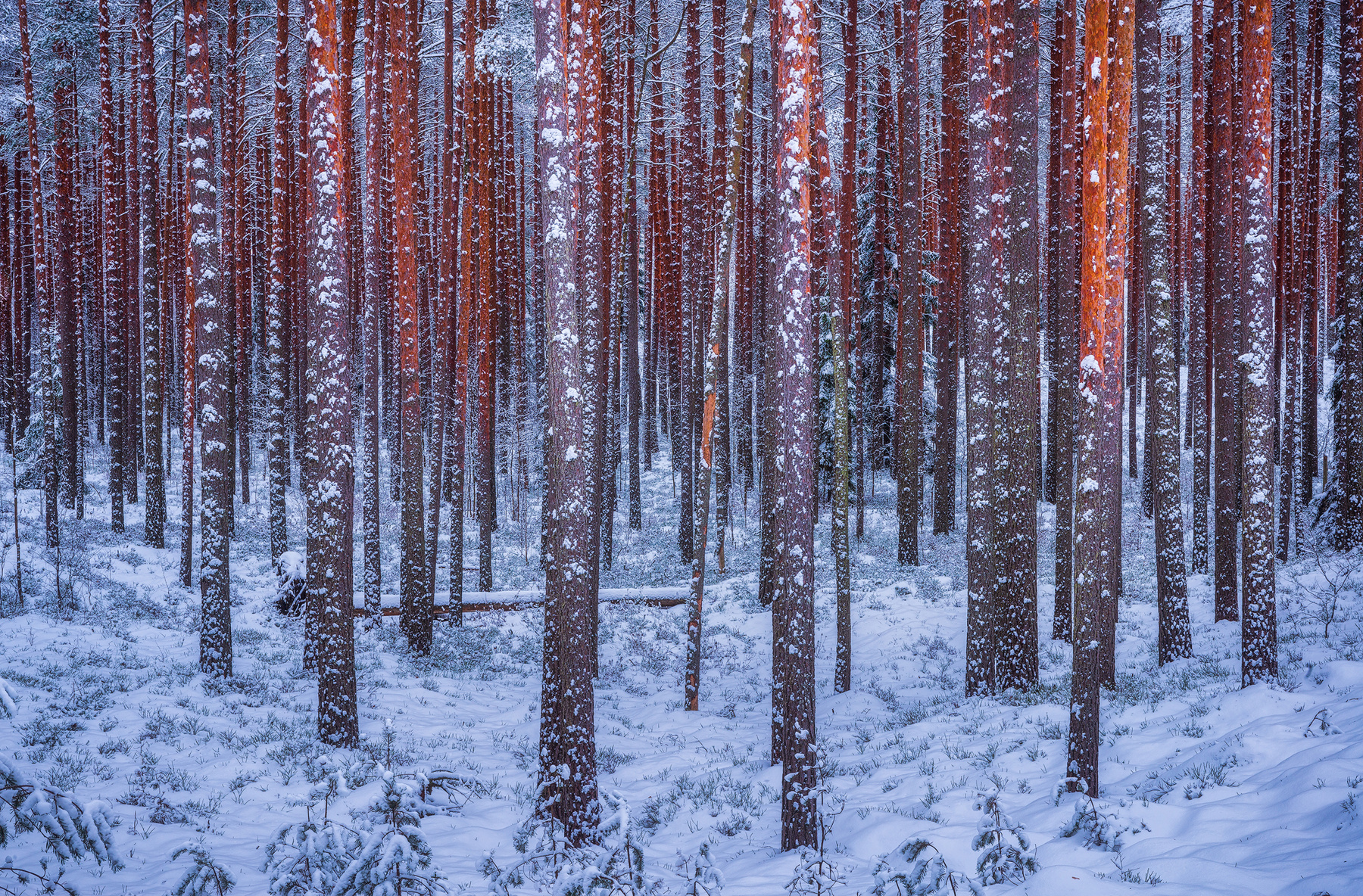 Зима Зима Пейзаж Nikon Latvia Латвия лес