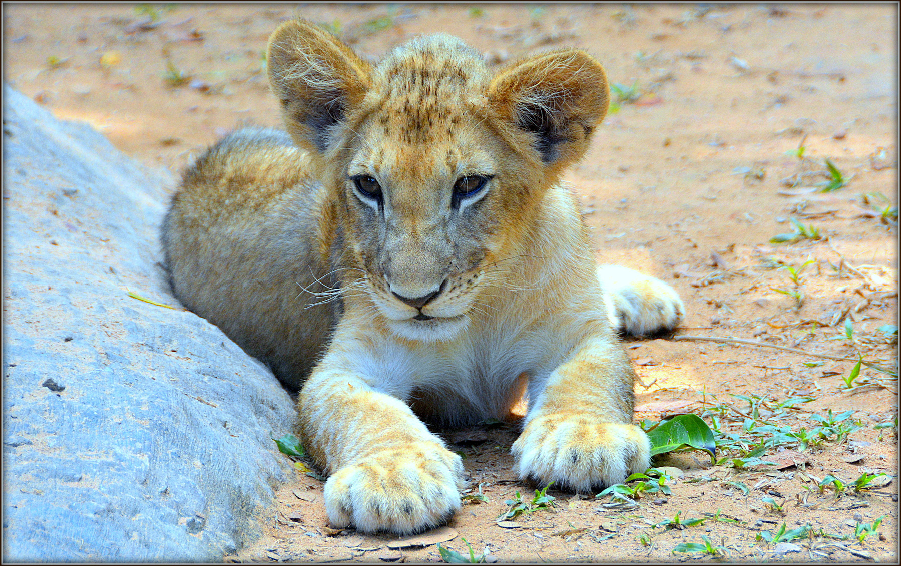 Малыш Вьетнам Фукуок живой мир львёнок Vinpearl Safari Park