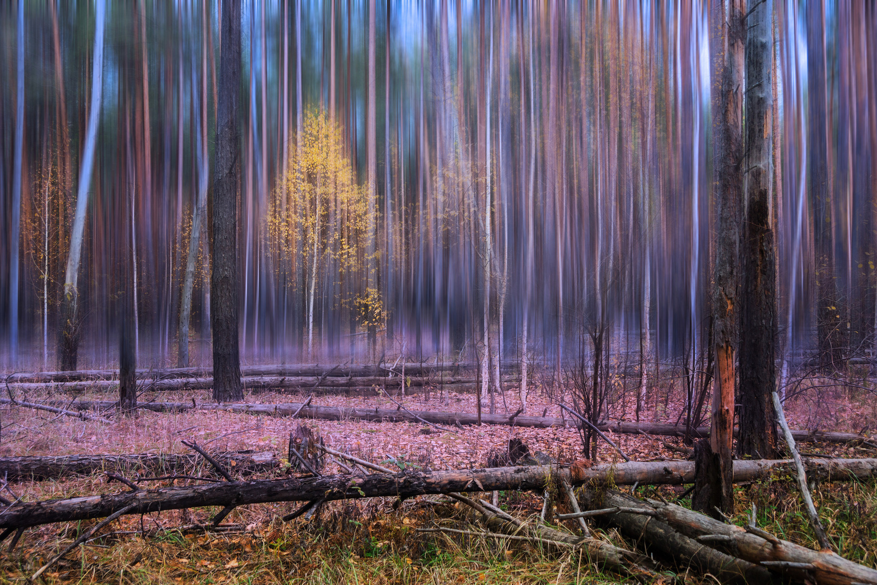 Прощальный аккорд золотой осенью (фантасмагория) пейзаж природа лес дымка осень золотая хмурый день
