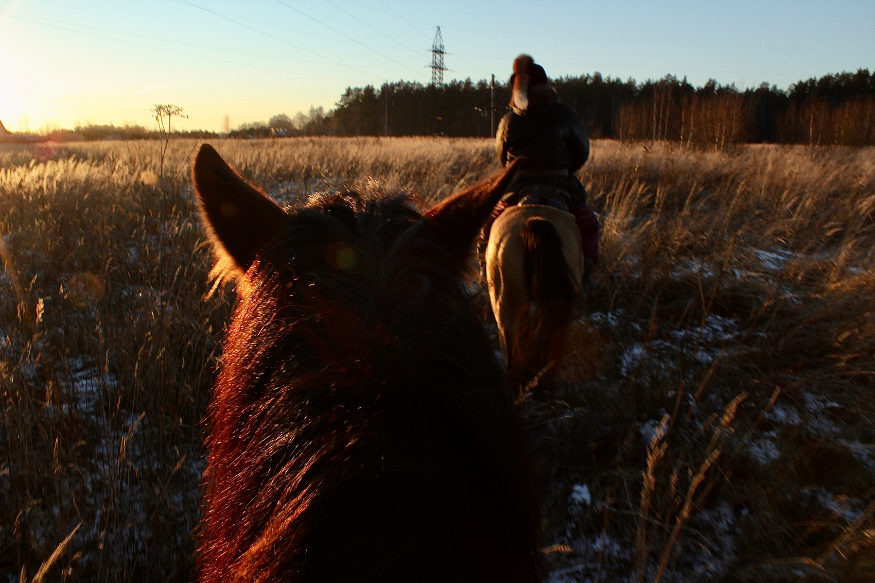 В поле с конём... конь лошадь осень
