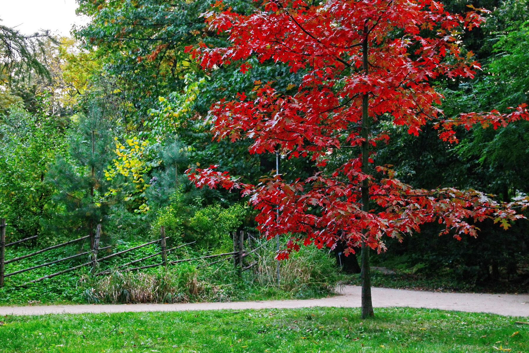 Осень осень деревья парк природа листва