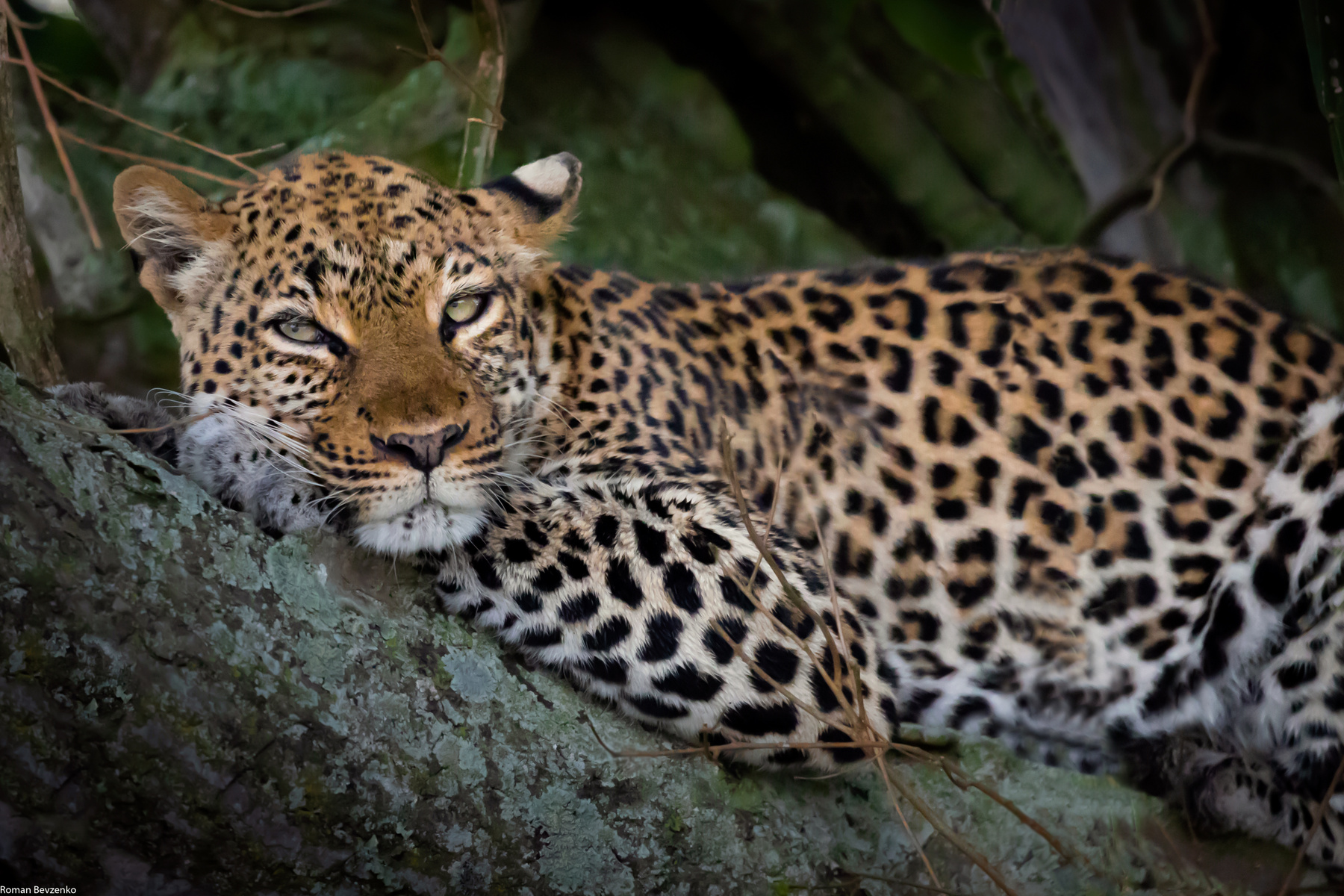 Отдыхающий леопард 
