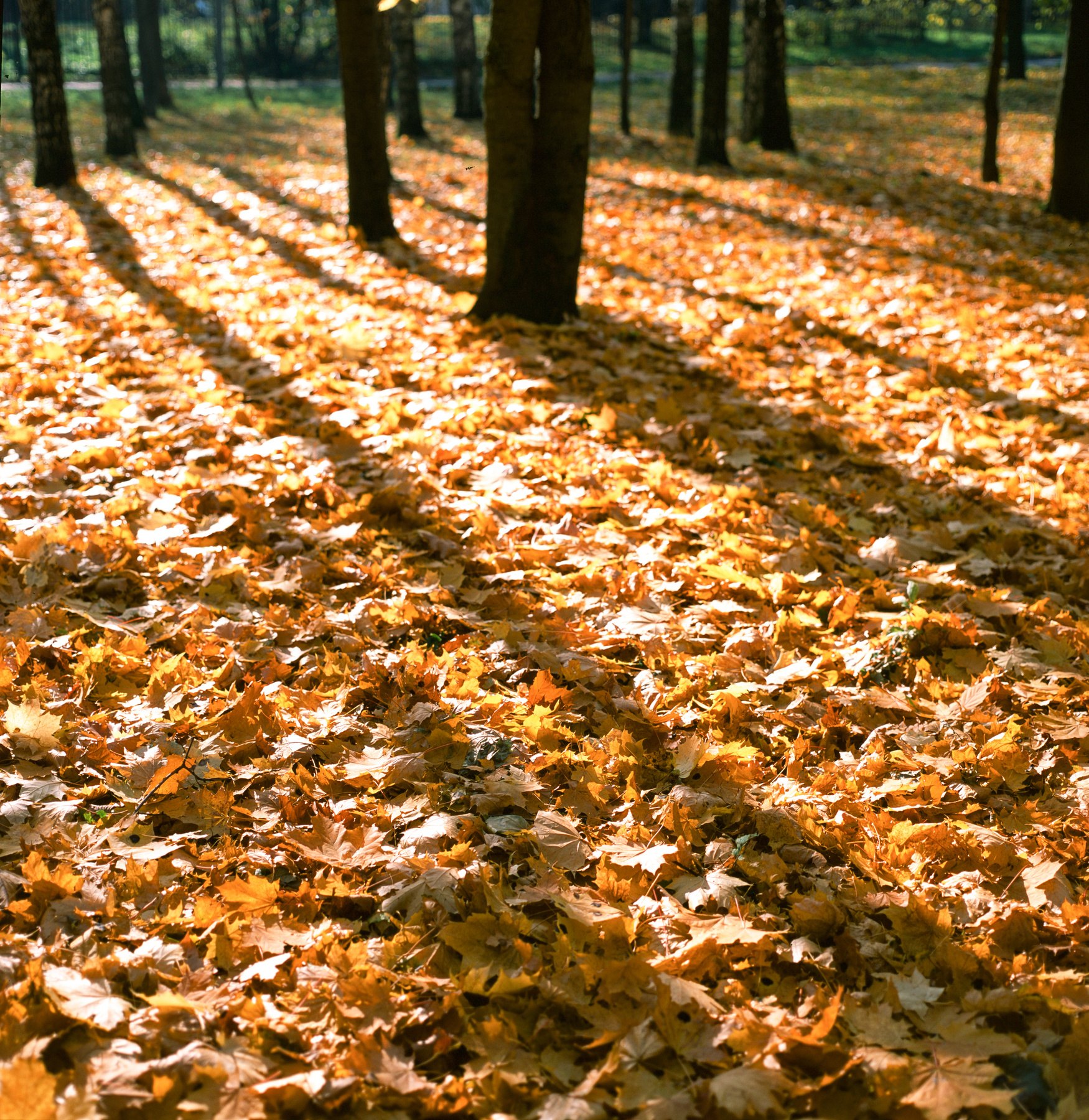 Осенняя Москва осень слайд Bronica Provia листья