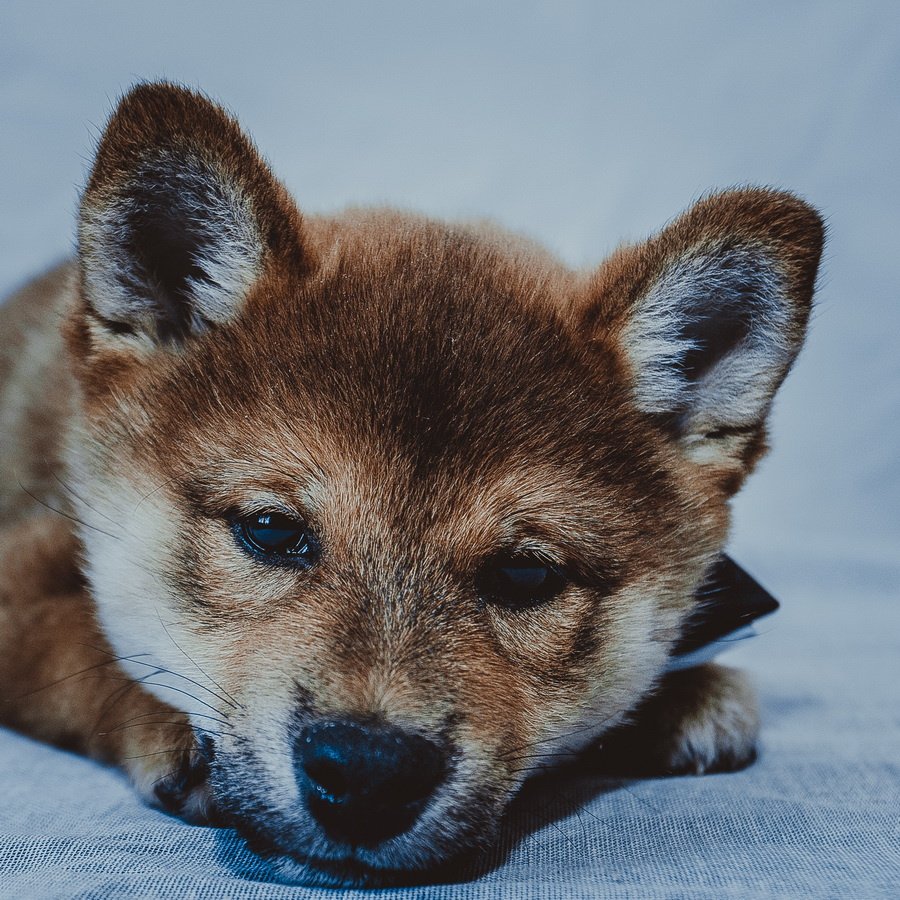 Милая мордашка собаки Япония сиба-ину самурай шиба щенок малыш
