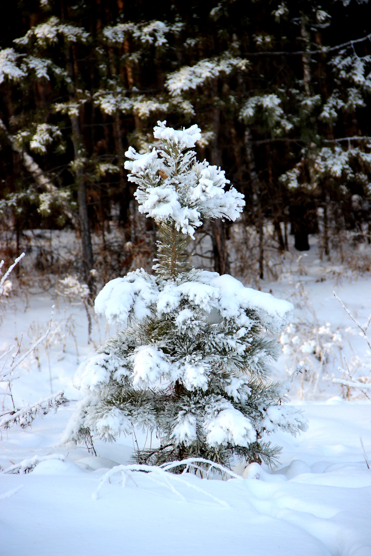Малышка в шубке Сибирь зима иней серебро снег деревья