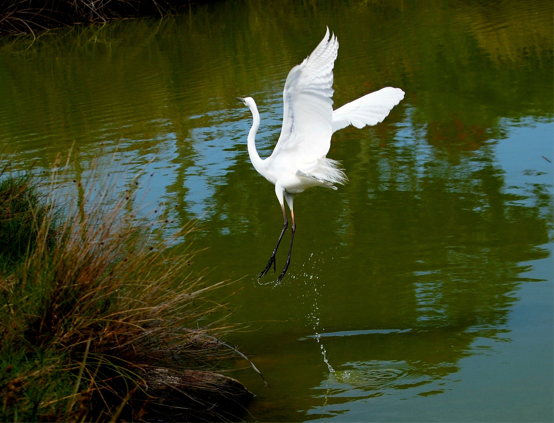 Молодая, красивая, белая egret цапля