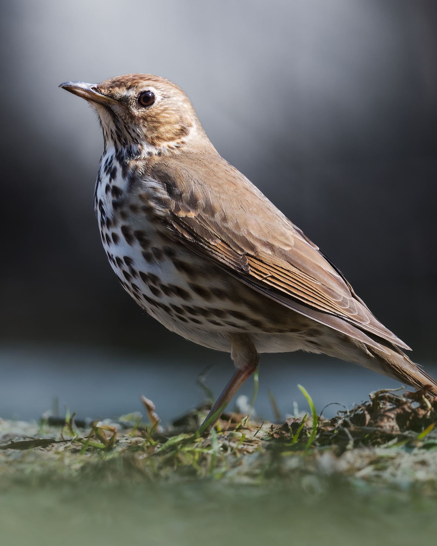 Певчий дрозд (лат. Turdus philomelos) 