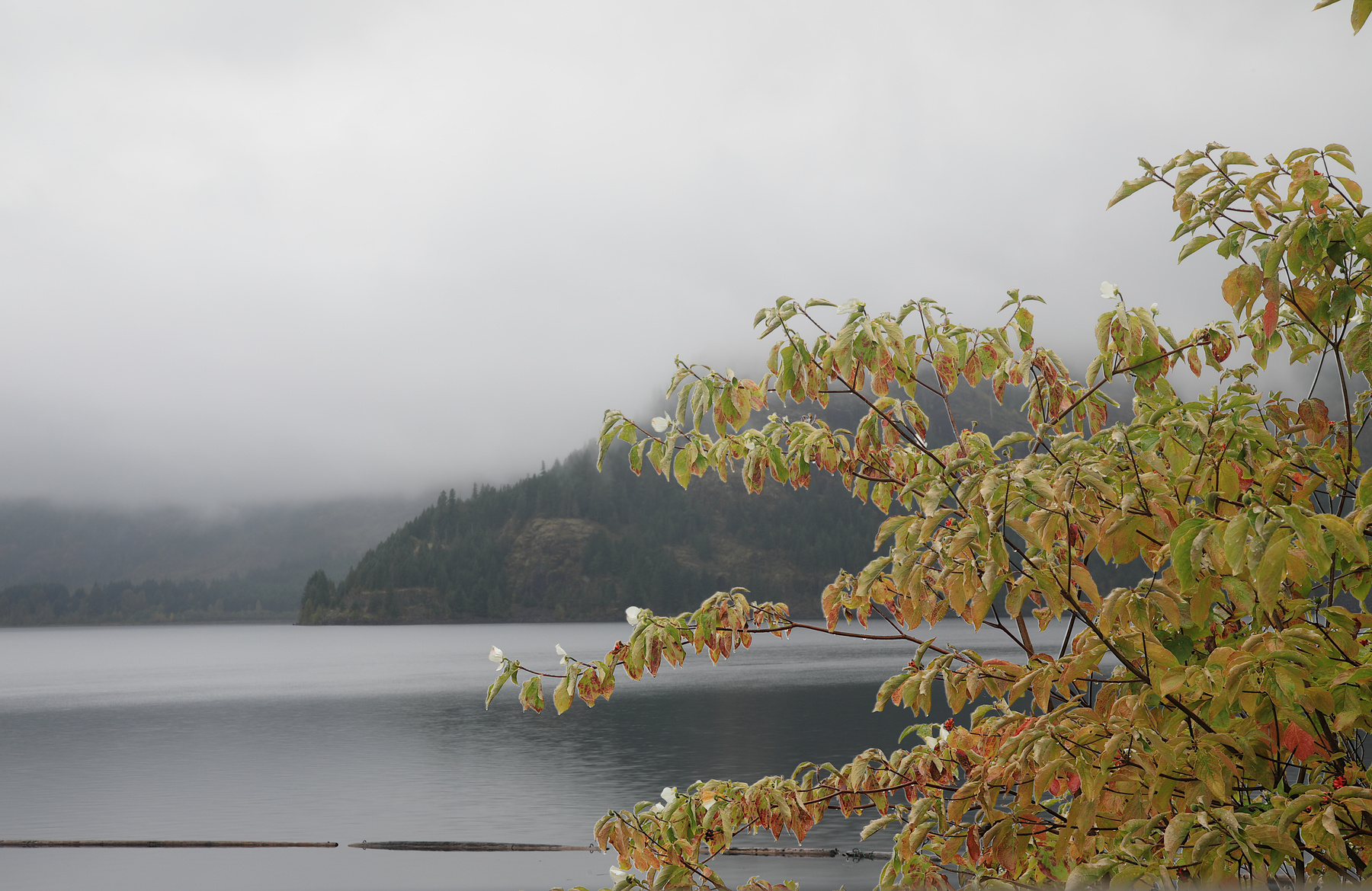 Сплошной дождь туман озеро осень