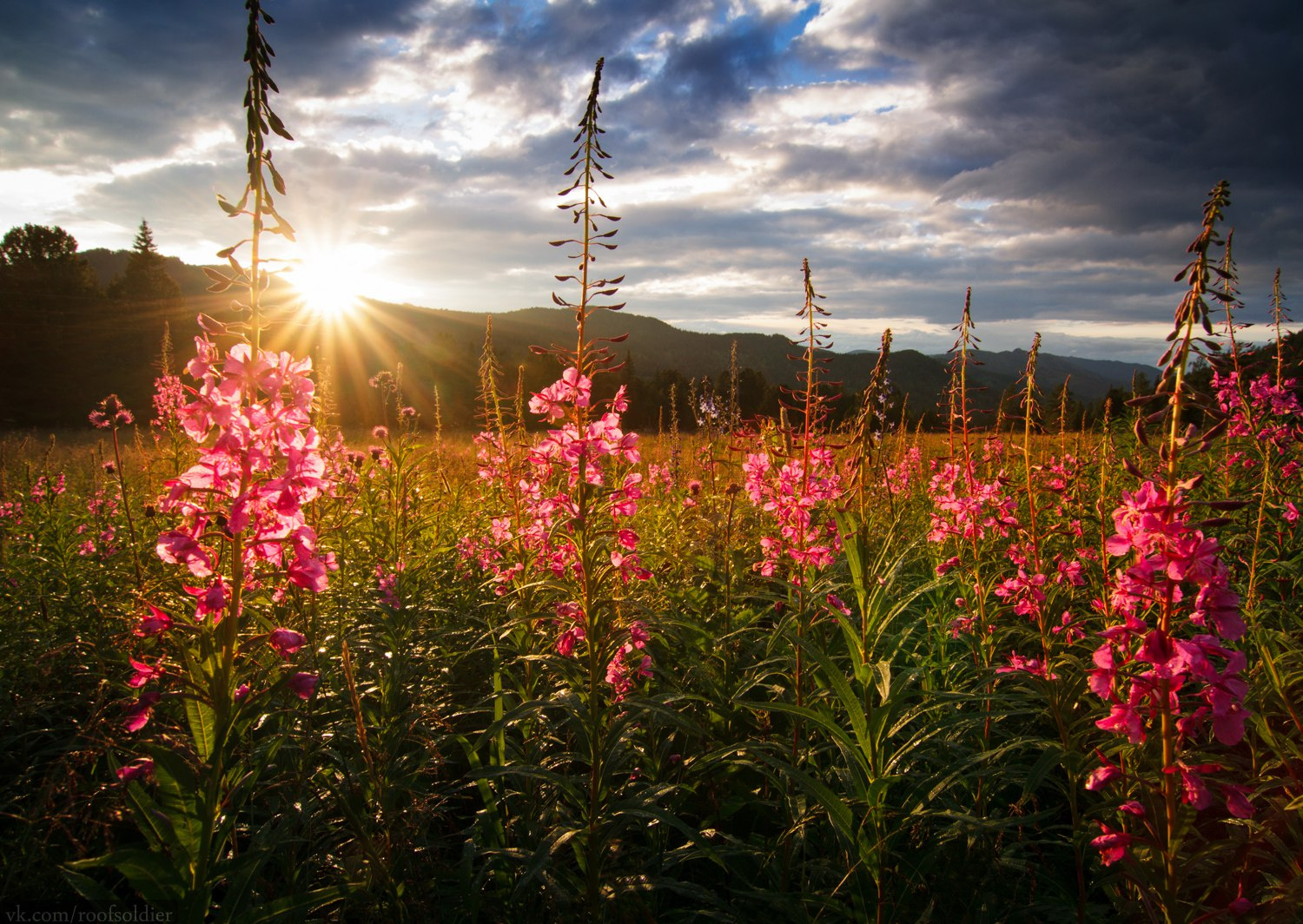 Иван-чай Алтай пейзаж Россия природа скала горы цветы поле закат рассвет макро
