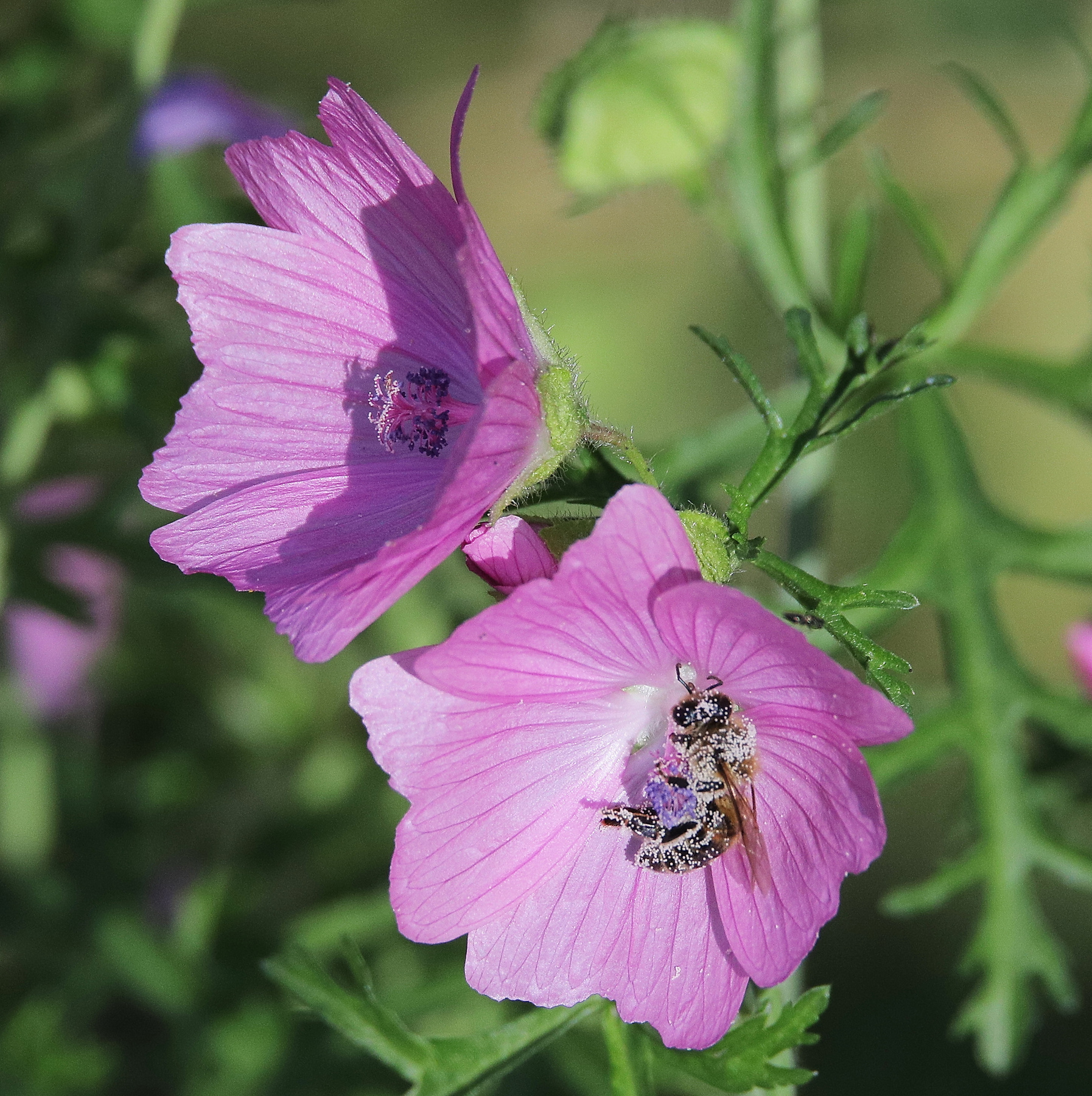 "чумазая" пчела цветы нектар лето