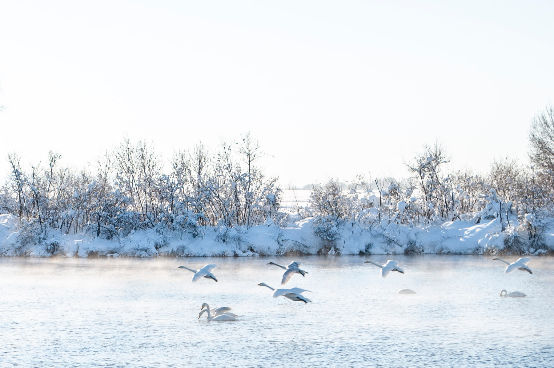 Лебединое озеро озеро Светлое зимовка лебедей алтайский край