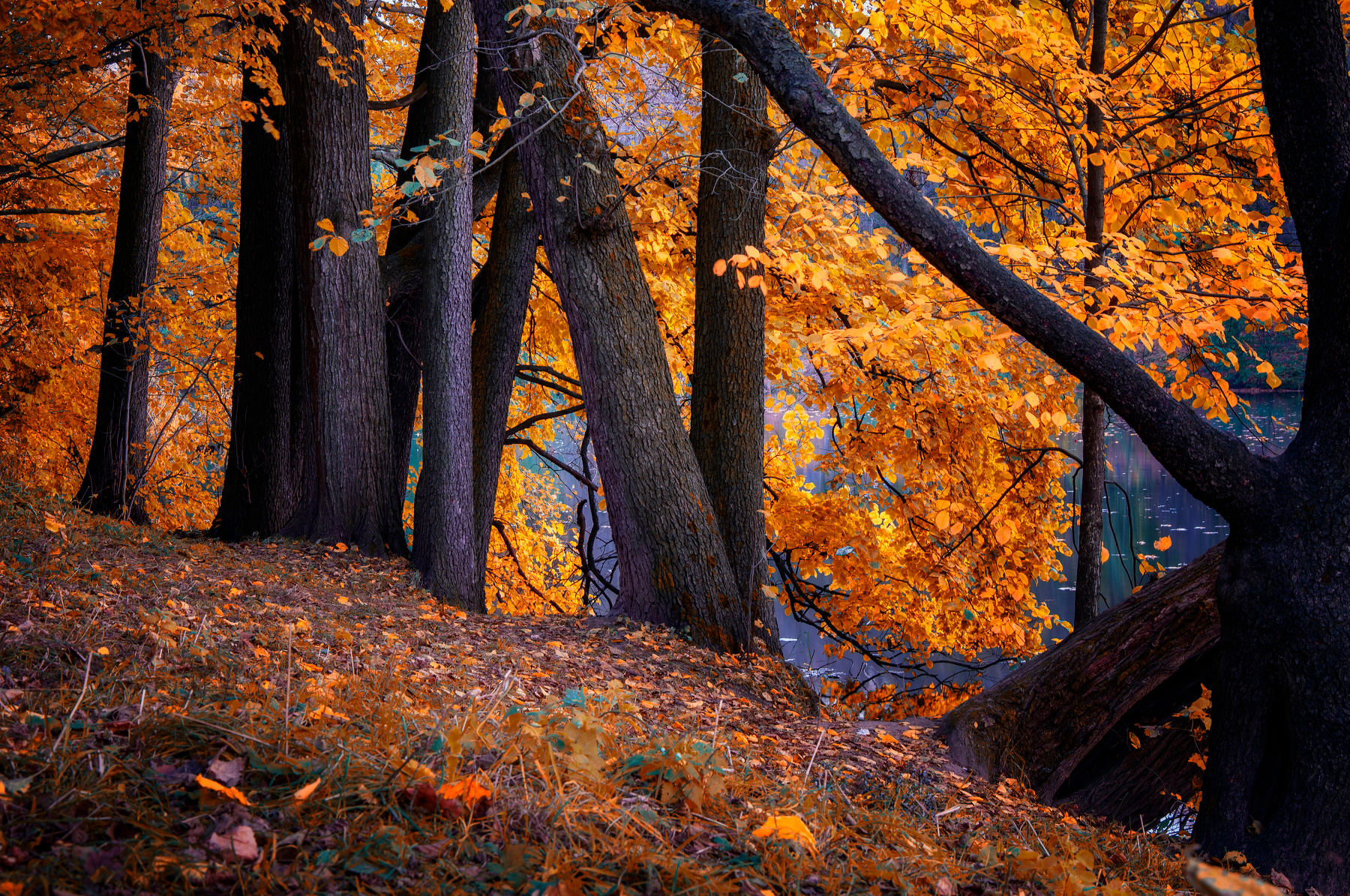 В осеннем наряде Осень закат деревья небо православие россия природа пейзаж