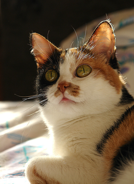 ***** кошка