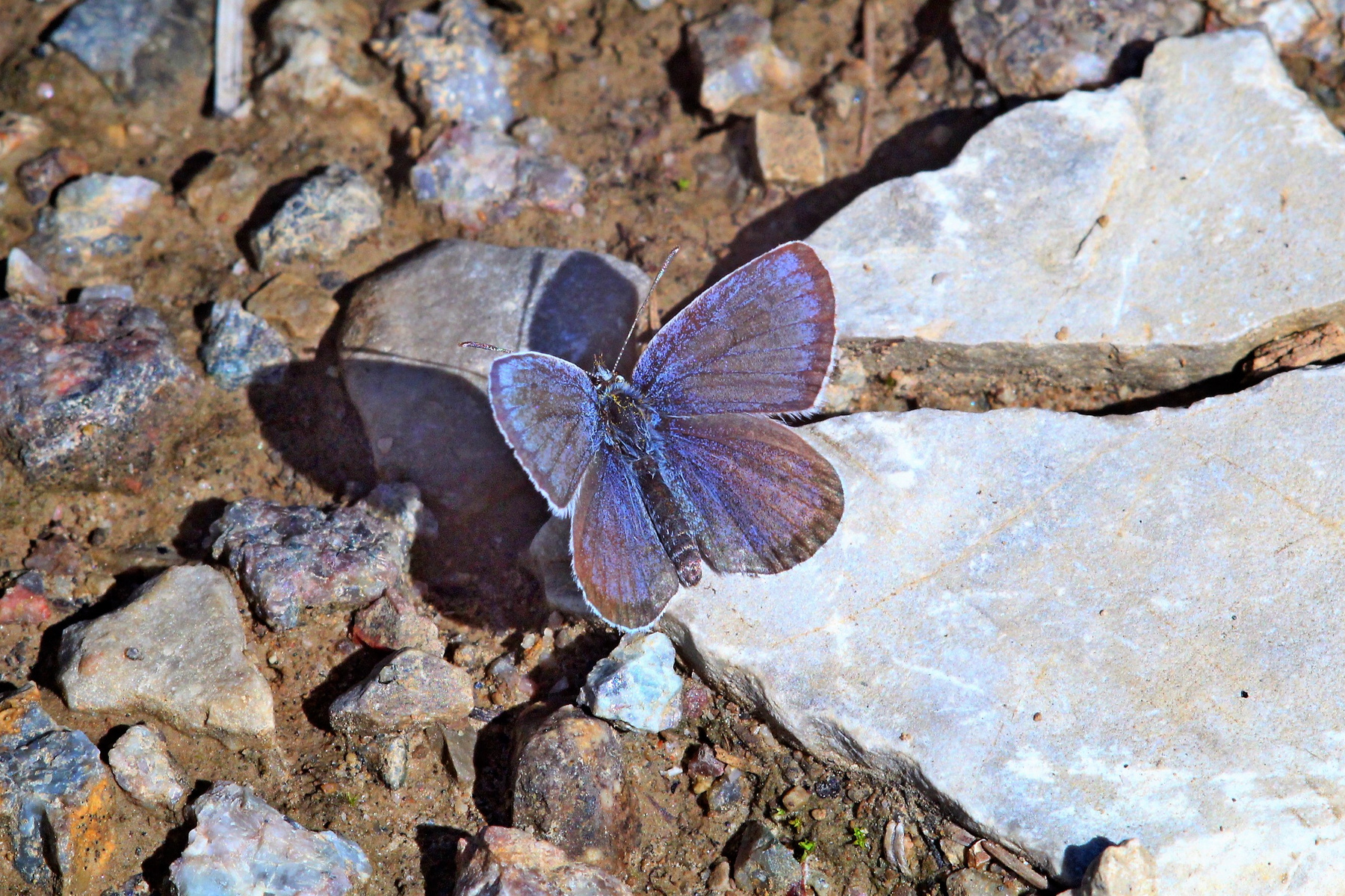 Бабочка на камне природа лето насекомые жара красота бабочки
