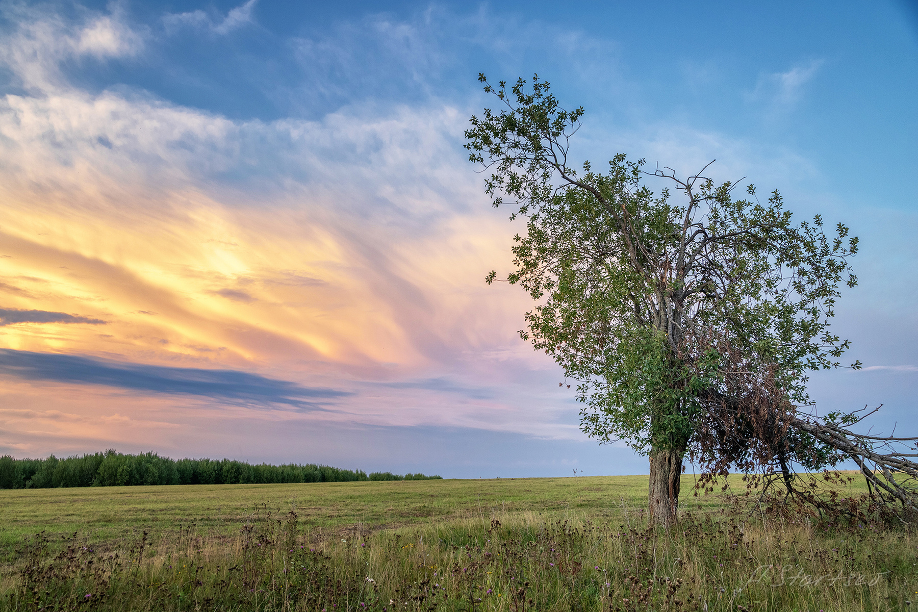 Сломанное дерево дерево лето пейзаж природа небо Пермский_край вечер закат