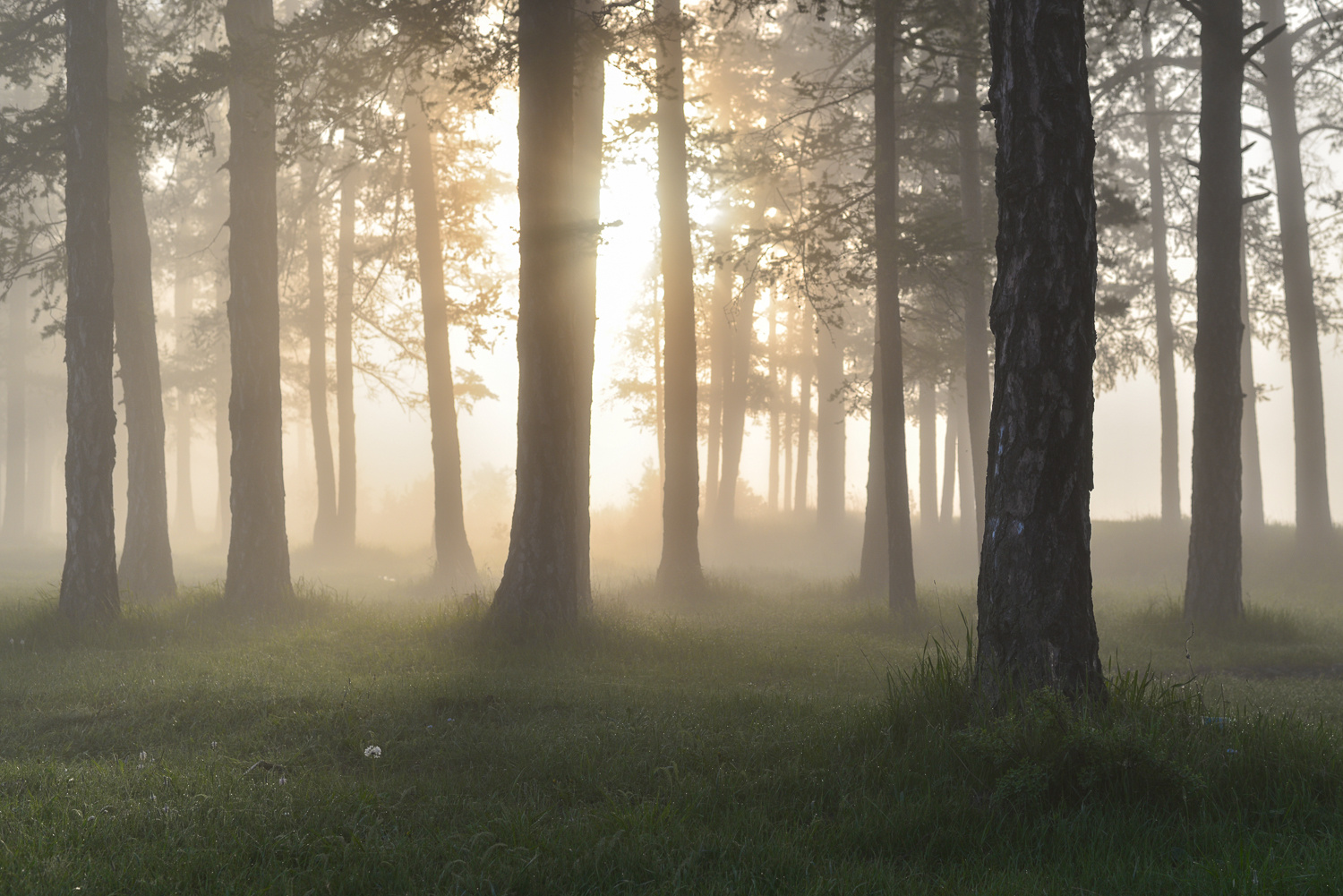 Таинственный лес Лес туман влажно утро одуванчик