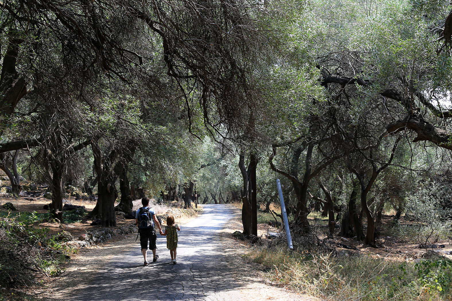 В тепле хорошо! Корфу оливковая роща оливы Греция семья