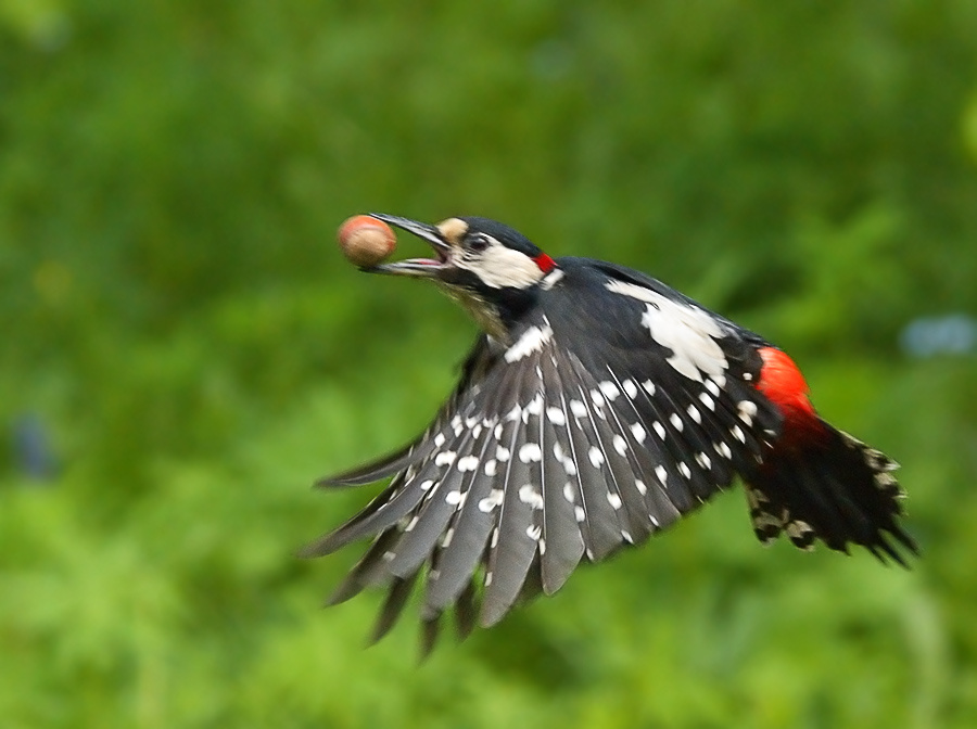 Фундук Большой пестрый дятел, Great Spotted Woodpecker, Dendrocopos major, полет
