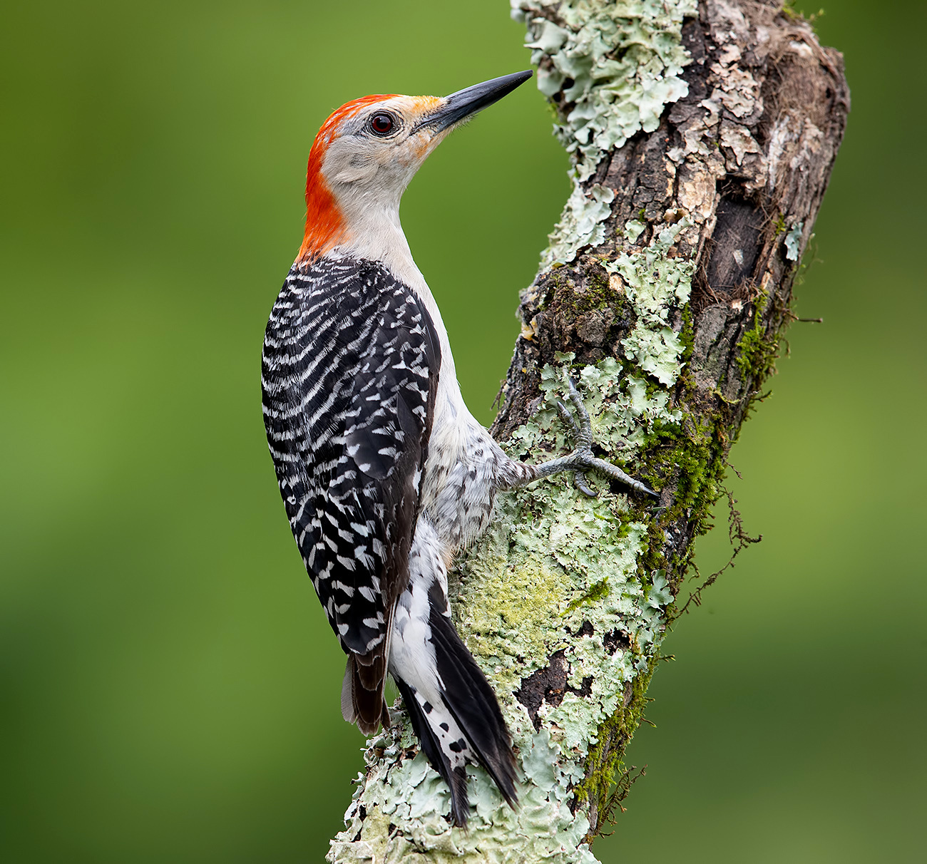 Red-bellied Woodpecker male -Каролинский меланерпес 