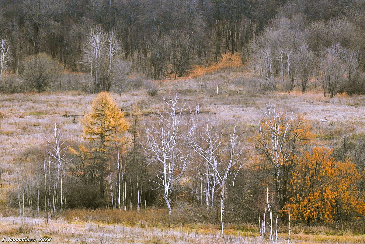 Предзимье пейзаж природа осень лес