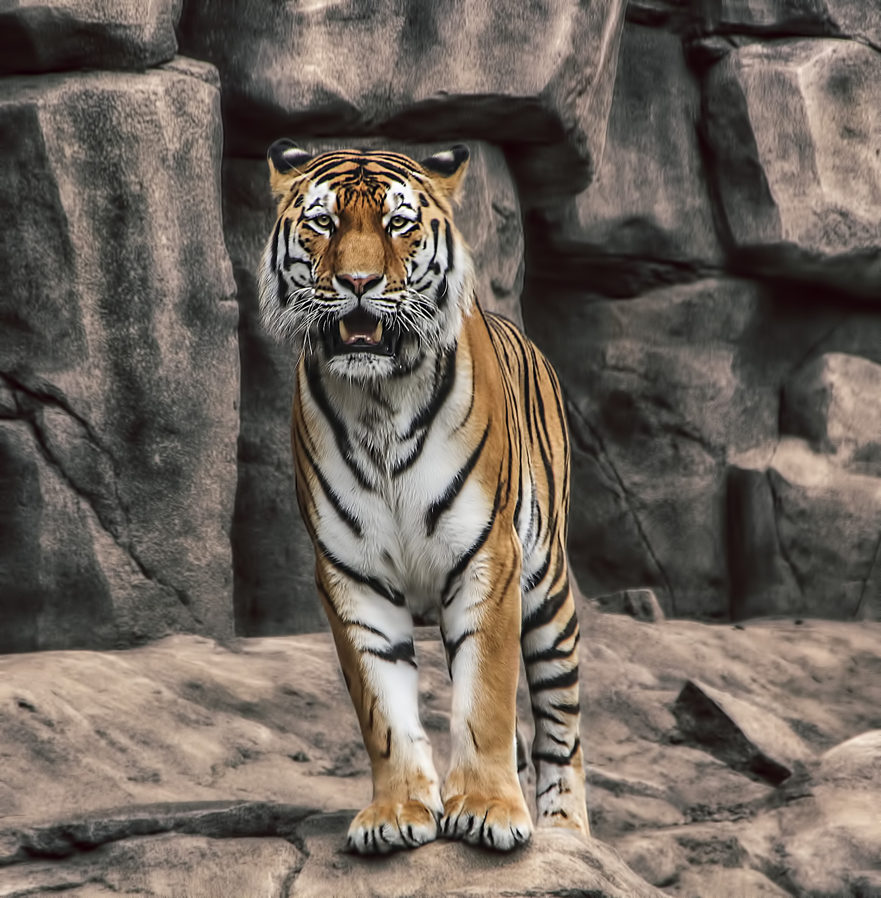 *** кёльн тигр зоопарк животные