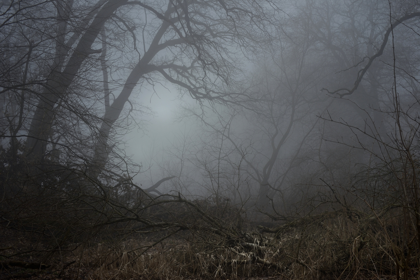 Хмурое утро зима лес деревья туман утро