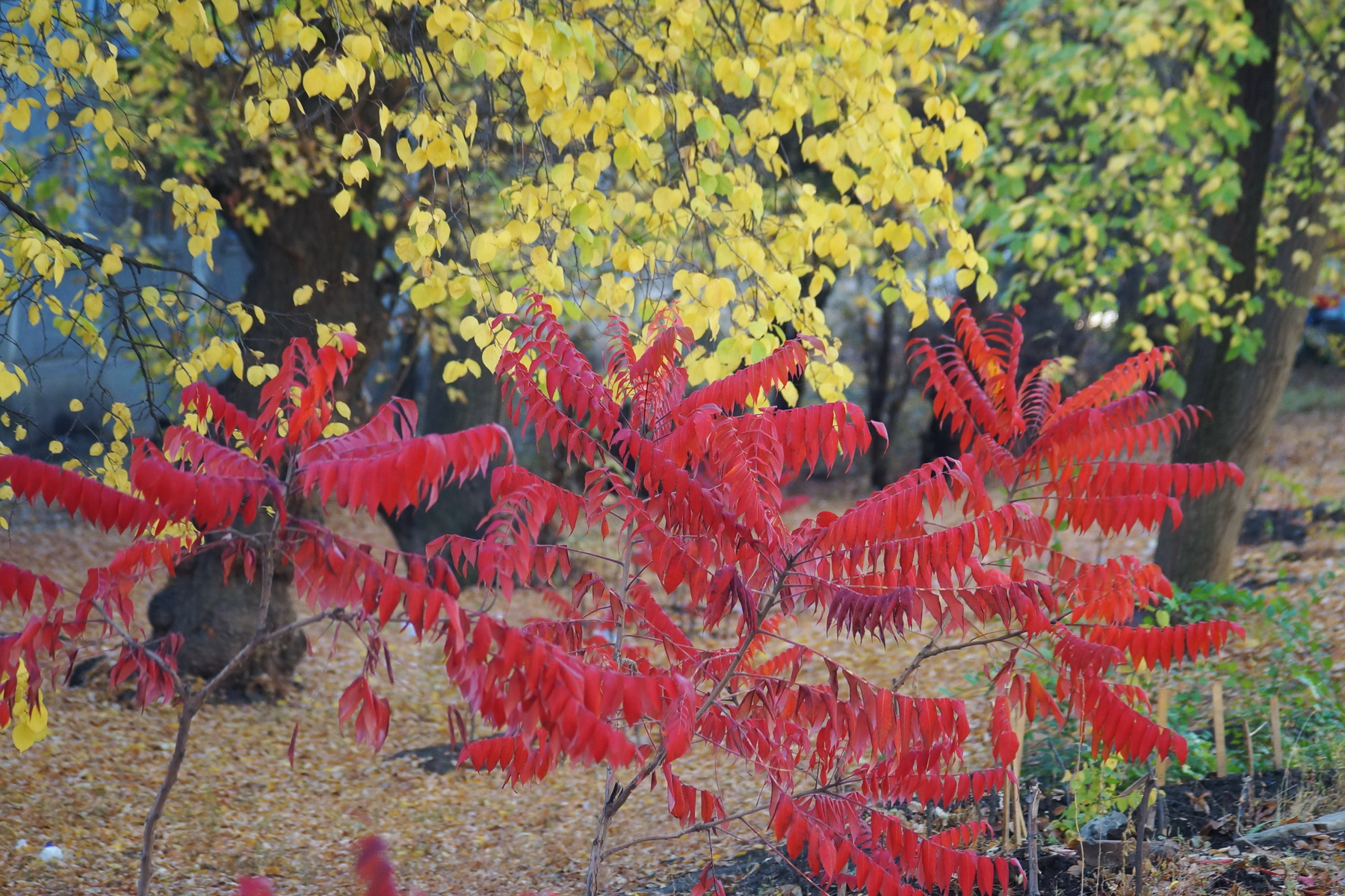 Краски осени осень Волгоград сумах оленерогий