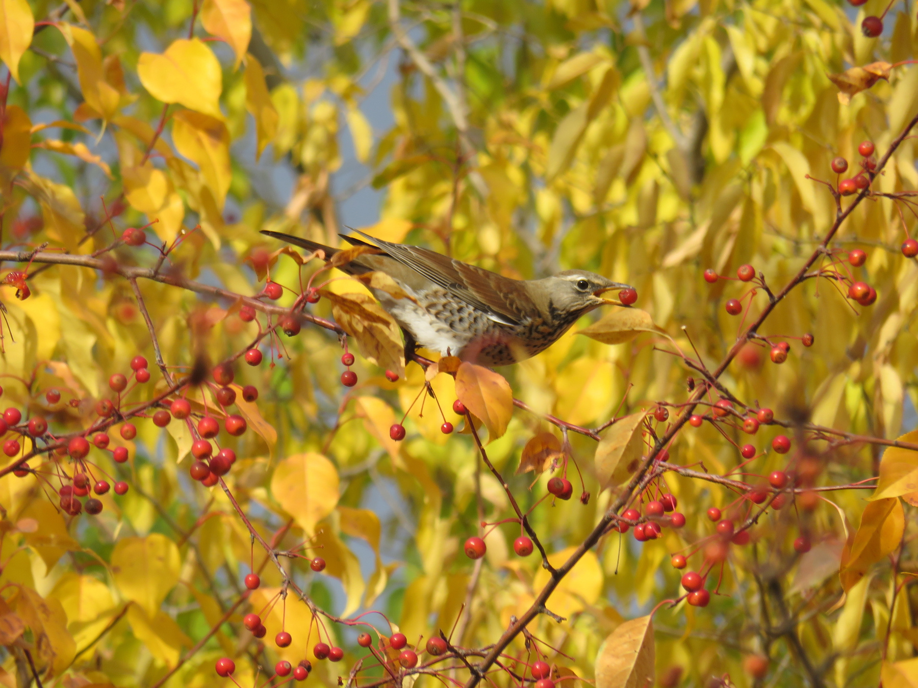 Краски осени птицы дрозд осень